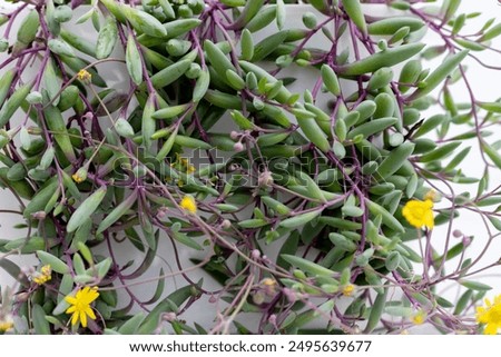 Othonna capensis 'Ruby Necklace Succulent Plant Closeup