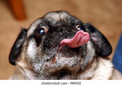 bug eyed dog