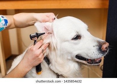 Otoscopy Dogs Examination Dogs Ears Veterinary Stock Photo (Edit Now ...