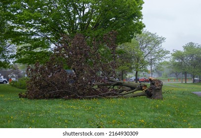 Ottawa Canada May 22 2022: Fallen Tree In A City Park After A Heavy Windstorm. Severe Seasonal Weather, Heavy Rain, Flood, Hailstorm, Strong Wind Gusts, Tornadoes, Hurricane Concept.