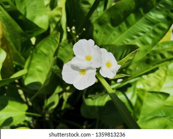 Beautiful​ flower​ of​ Ottelia alismoides​ tropical​ plant​