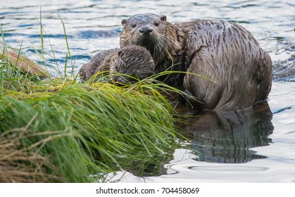 otter