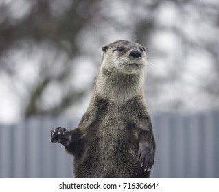 Otter