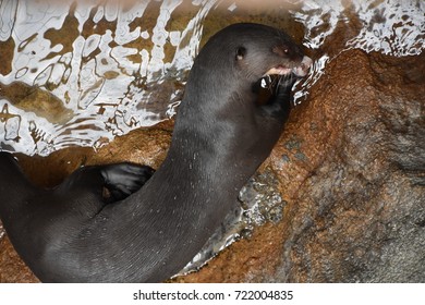 Otter