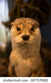 Otter Animal Taxidermy Mount. Looking At Camera. Front View. Close Up. Vertical. 
