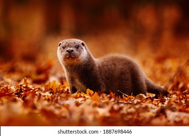 Otter, autumn orange wildlife. Eurasian otter, Lutra lutra, detail portrait of water animal in nature habitat, Slovakia, water predator. Animal from river, wildlife from Europe.                       