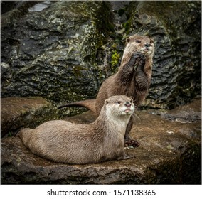 Otter At Blackpool Zoo On A Rainy Day