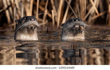 Otter in Canada 