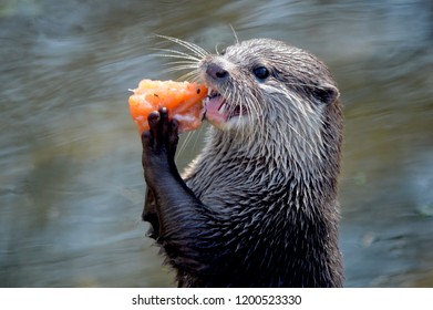 Otter Eating Fish Stock Photo 1200523330 | Shutterstock