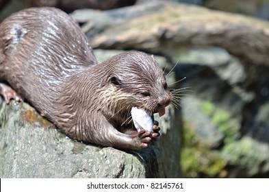 Otter Eating Fish