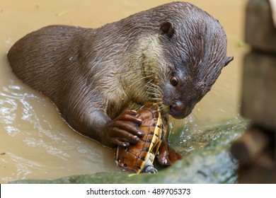 Otter ,Otter eats turtles