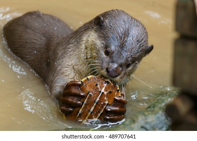 Otter ,Otter eats turtles