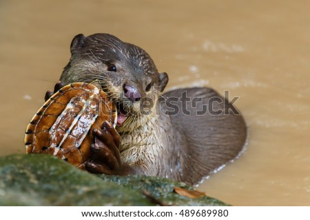 Otter ,Otter eats turtles