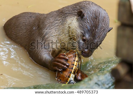 Otter ,Otter eats turtles
