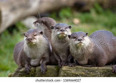 4,923 River otter face Images, Stock Photos & Vectors | Shutterstock