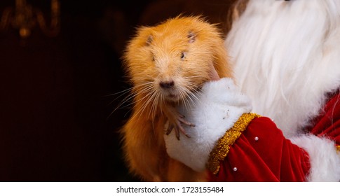 The Otter Is In The Hands Of Santaclaus