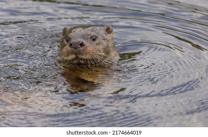 Otter hunting for fish on a lake. Otters have an acute sense of smell, hearing and eyesight. Its eyes are placed at the top of the head, it can remain alert whilst the rest of the body is underwater.