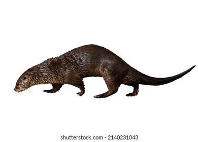 Otter isolated on white background. North American river otter, Lontra canadensis, sniffs about prey. Brown fur coat animal. Wildlife. Fish predator also known as common otter isolated on white.