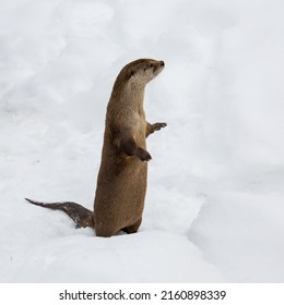 otter isolated and raising its head with its front legs raised in a snowy plain 