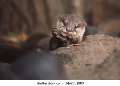 Otter (Lutra Lutra) And Her Cuteness And Her Funny Face