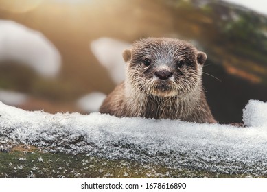 Otter (Lutra Lutra) And Her Cuteness And Her Funny Face