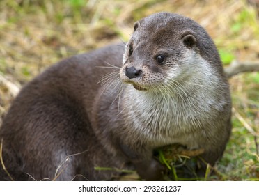 Otter - Lutra Lutra In Nature