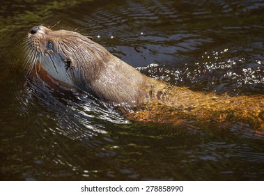 Otter - Lutra Lutra In Water