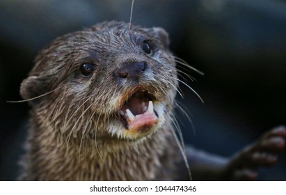 Otter Mouth Open Stock Photo (Edit Now) 1044474346