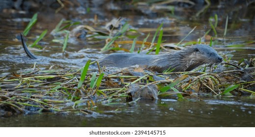 Otter moving through the shallows of the river - Shutterstock ID 2394145715