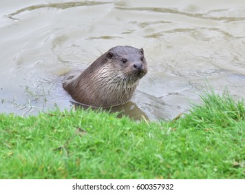 Otter On Riverbank Surrey England UK