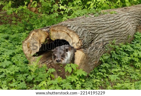 An otter peeks out from inside a hallow old tree trunk