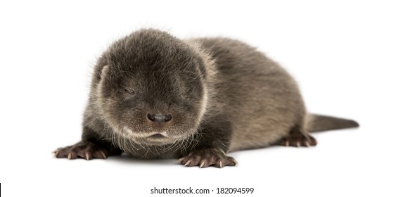 baby otter images stock photos vectors shutterstock https www shutterstock com image photo otter pup lying down eyes closed 182094599