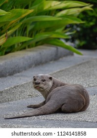 Otter Pup On Pavement