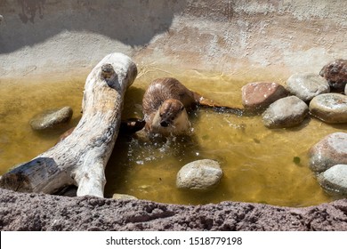 An Otter And The Red River Zoo, Fargo, North Dakota