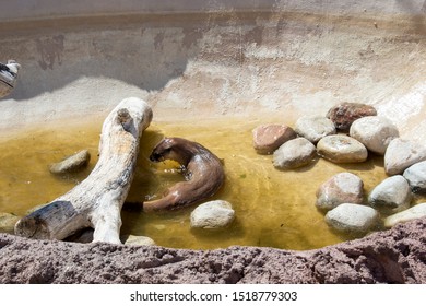 An Otter And The Red River Zoo, Fargo, North Dakota