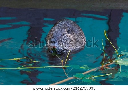 An otter sits in the water and eats tree branches. Muskrat, selective focus