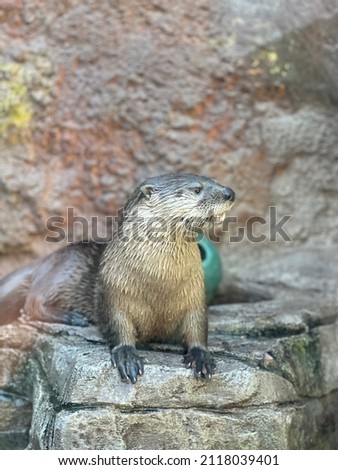 Otter sitting on a rock 