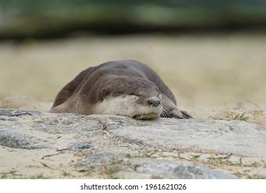 Otter Sleeping On A Beach