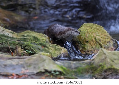 Otter Is Sliding Along The Bank Of The Creek