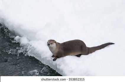 An Otter In The Snow Overlooking A River