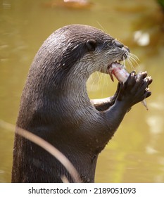 Otter Standing Up Eating A Fish