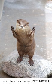 Otter Standing With Hands Up