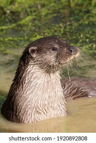 Otter Standing Up At Waters Edge