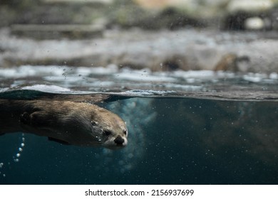 An Otter Swimming Underwater In An Aquarium