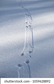 Otter Tracks In Snow