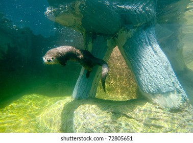 Otter Underwater