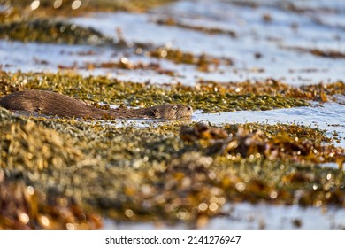 Otter At A Waters Edge, Scotland