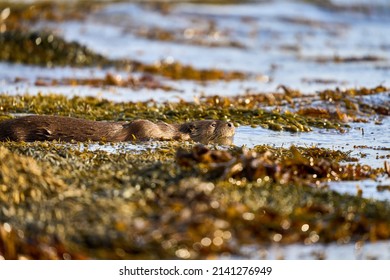 Otter At A Waters Edge, Scotland