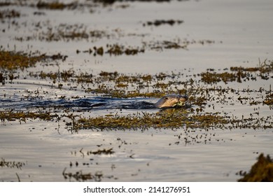 Otter At A Waters Edge, Scotland