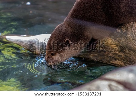 Similar – Image, Stock Photo Green wilderness behind glass